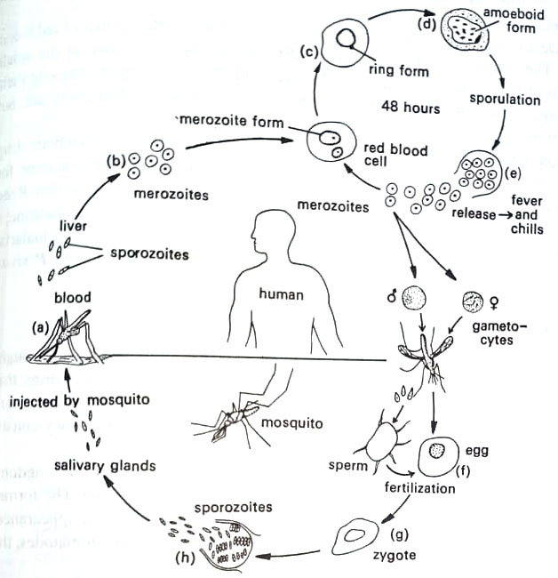 The malarial cycle of Anopheles mosquito